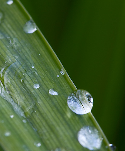 Drops of rain on leaf, macro