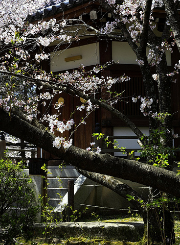 Sakura and Building detail