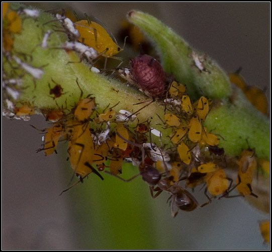 Ants actually farm aphids, like cows, for the "honeydew" they produce; in reality, the honeydew is nothing more than high-sugar aphid poop.