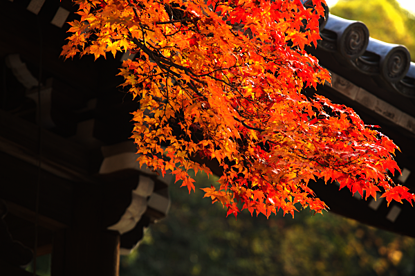Fall colours at Eikan-do, Kyoto, Japan.