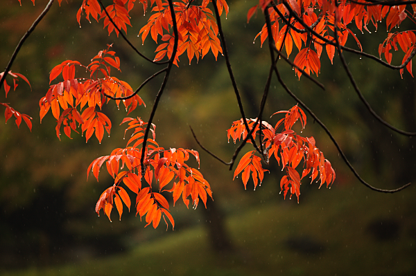 Japanese Maple Leaves - In the rain.