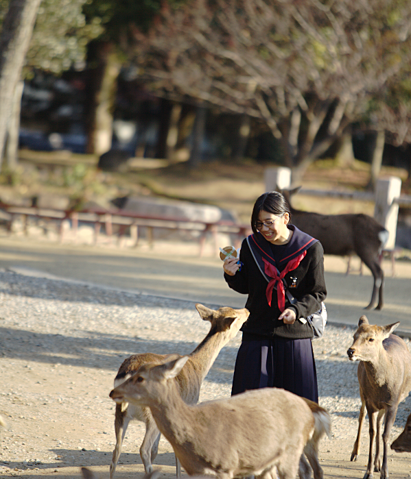 Deer and Japanese Schoolgirl in Nara Park.