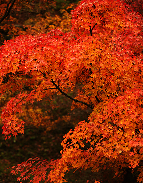 Fall Maple Tree Leaves in Kyoto, Japan
