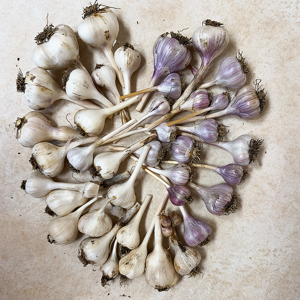 Garlic from my garden